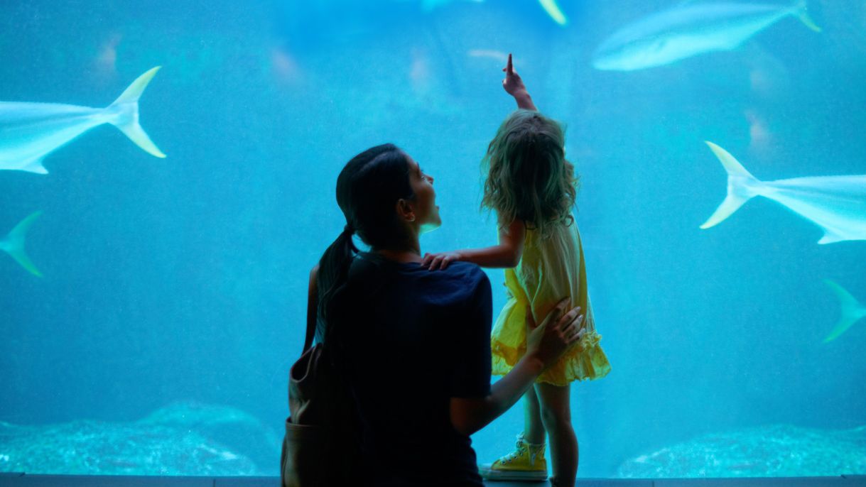Aquarium Jakarta Favorit